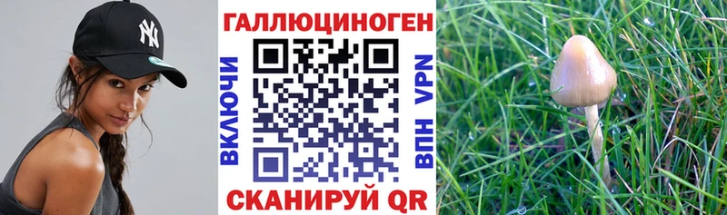Псилоцибиновые грибы Magic Shrooms  купить  цена  Кушва 